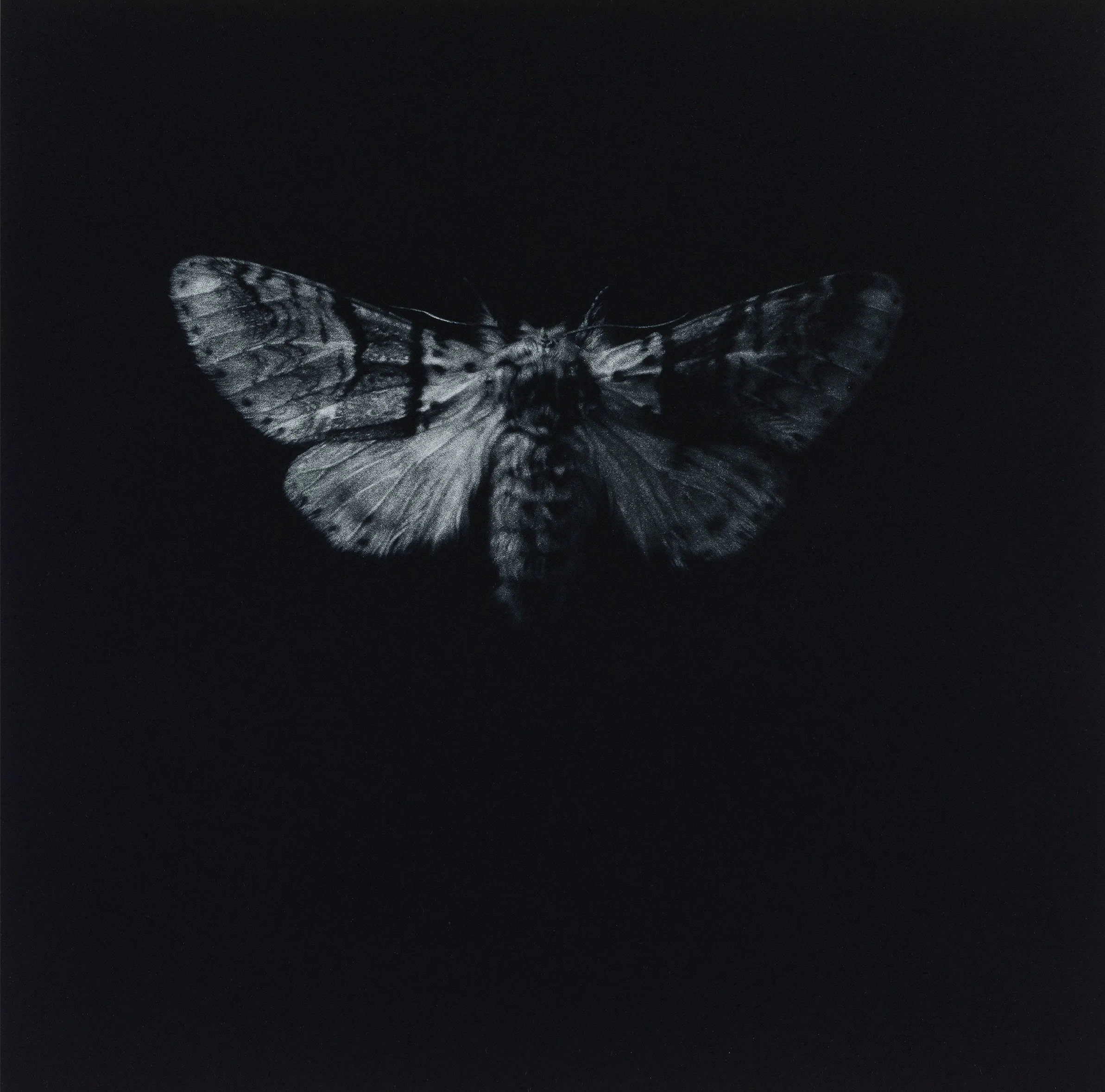 Sallow Kitten Sarah Gillespie.jpeg