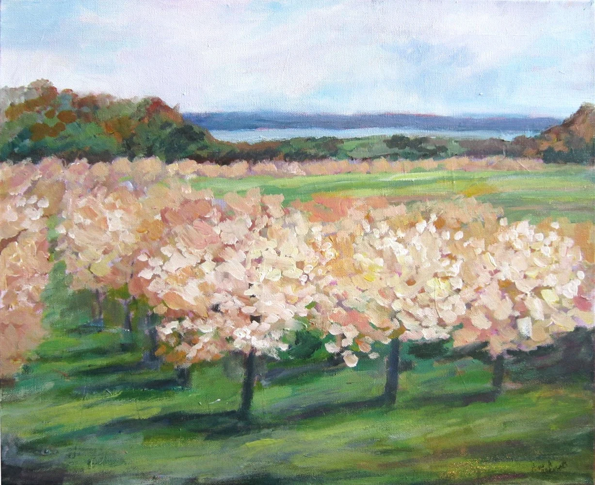 Mission Peninsula Orchard In Spring 16"x20"
