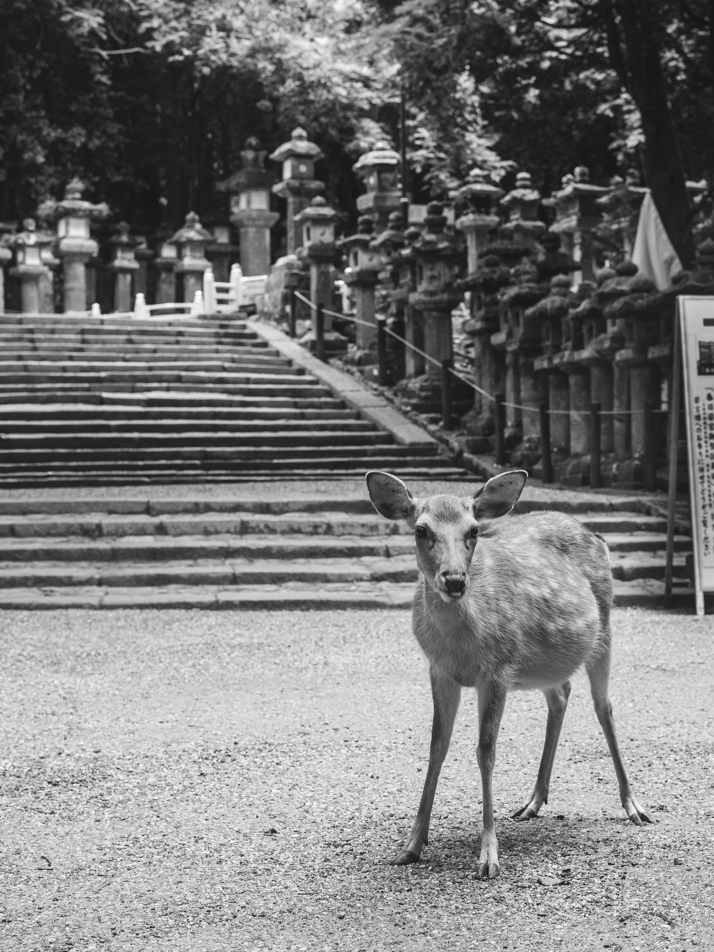 A few more shots from Nara, Japan 🇯🇵 I find such joy in taking pictures like these. I&rsquo;m excited to start offering prints of my work soon, and I&rsquo;d be honored if any resonate with you.

#japan #sonyphotography #naradeer #photographer #nar
