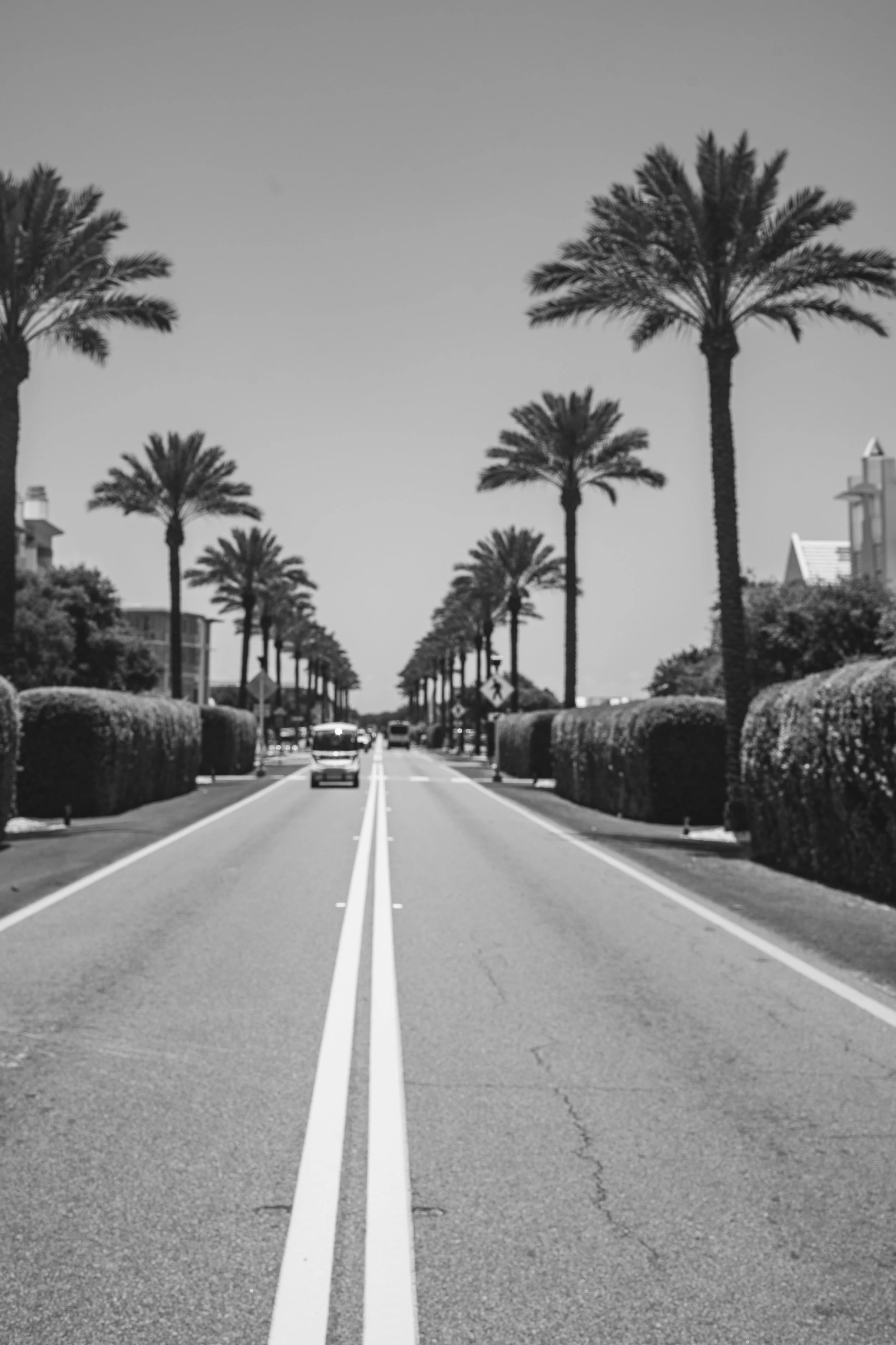 A black and white photo of a street lined with tall palm trees on both sides, with cars driving down the road and buildings in the background.