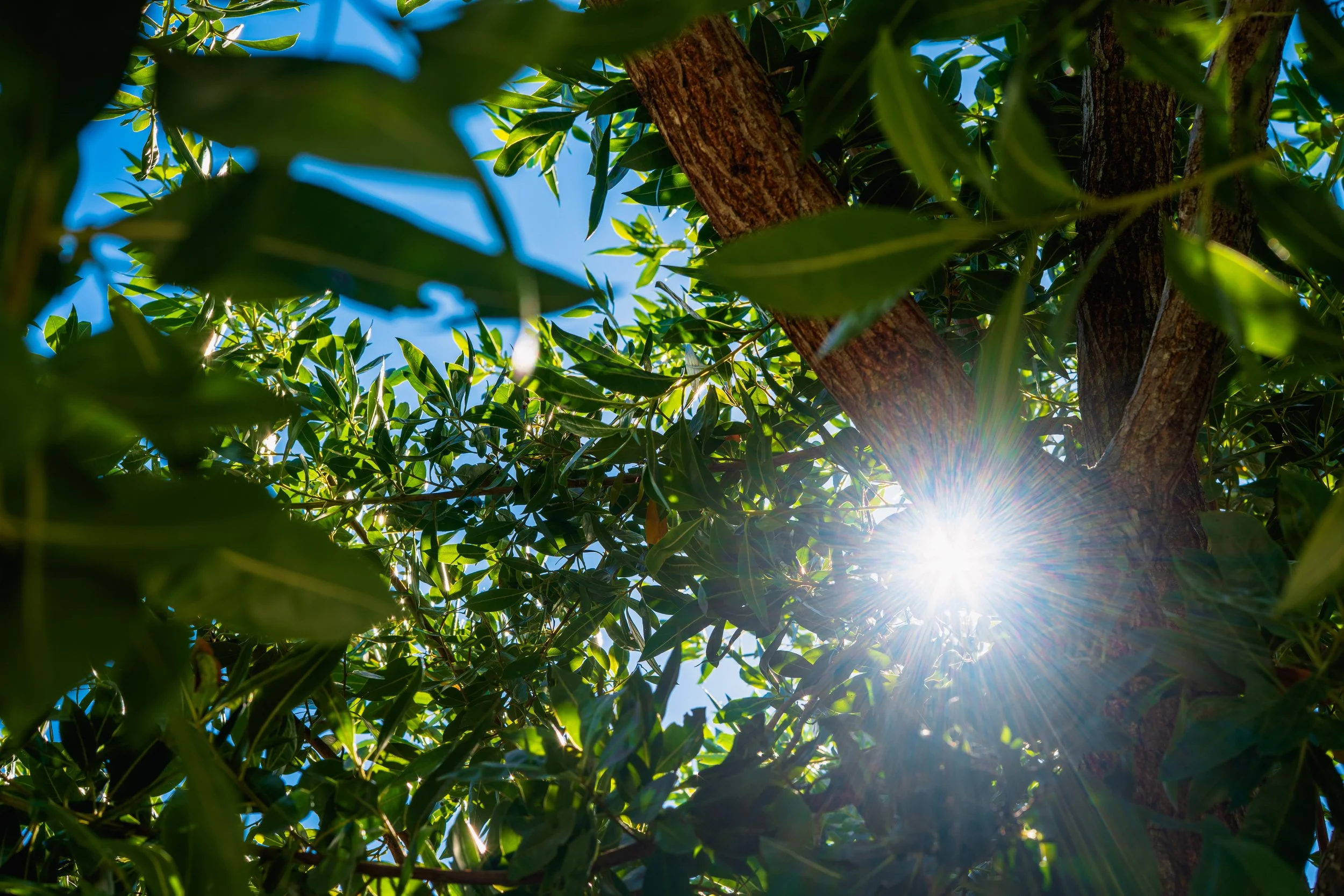 Looking up through green tree leaves toward the bright blue sky with sunlight filtering through.
