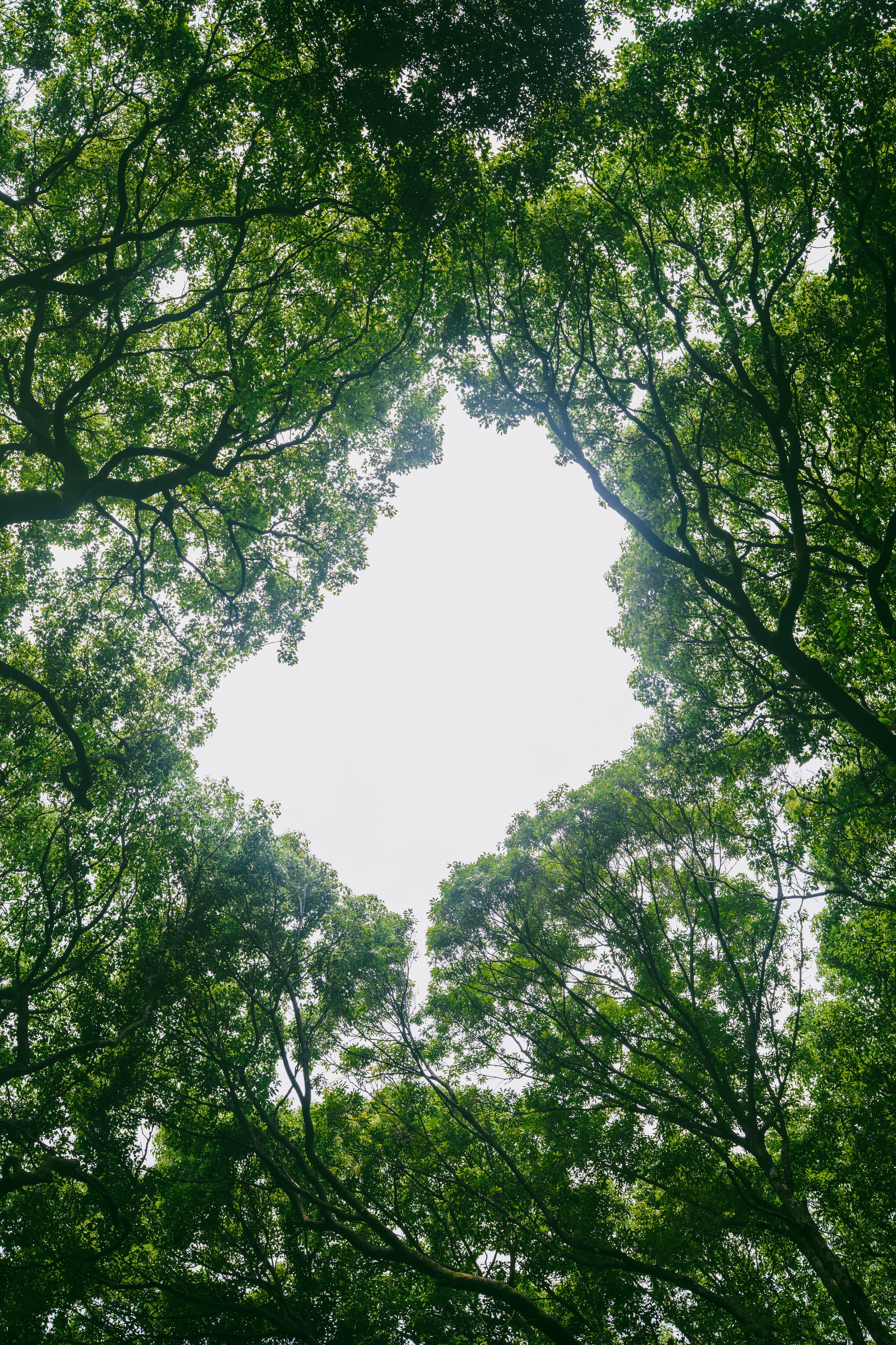 Looking up at the canopy of tall trees with lush green leaves against a bright sky.