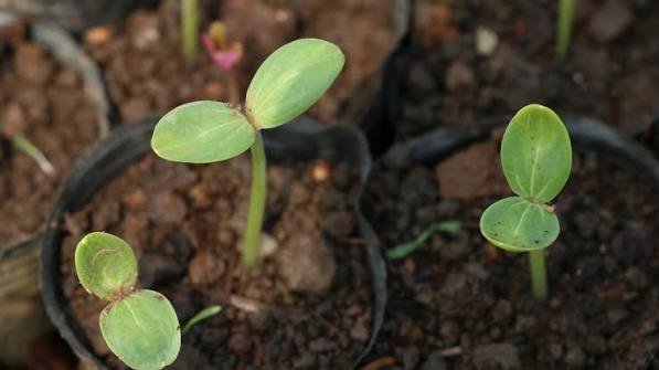 Seeds of Purpose