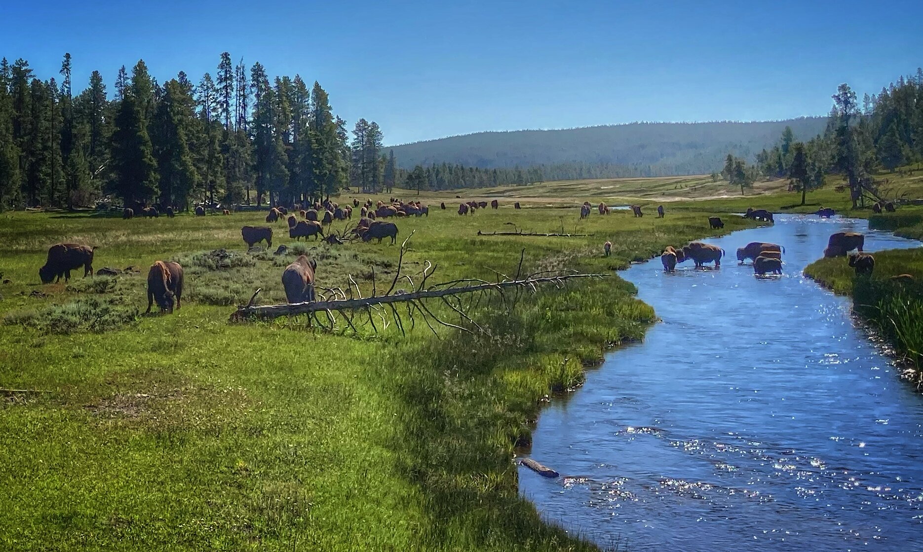 Bison in the Firehole 