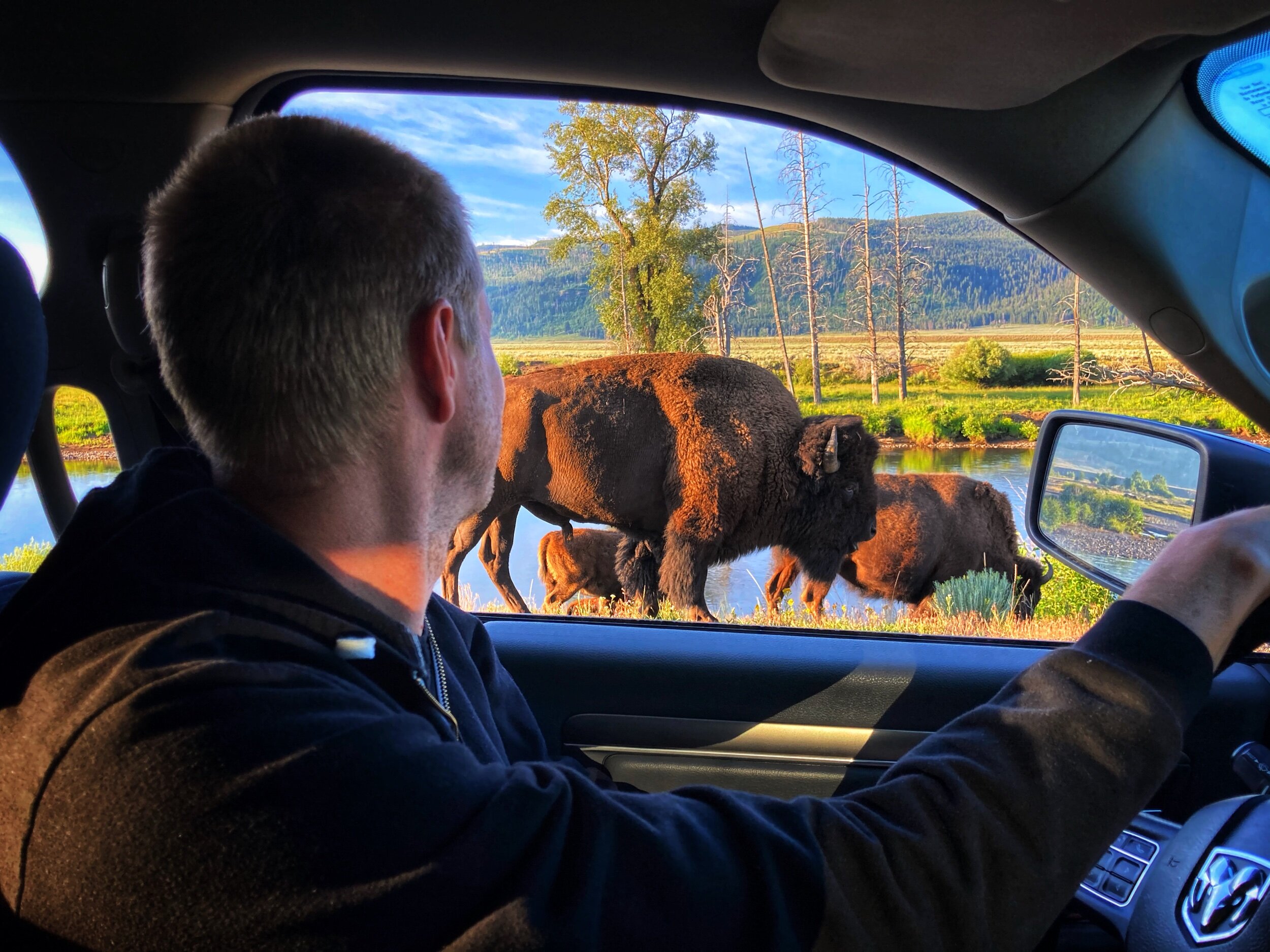 Ben meeting bison