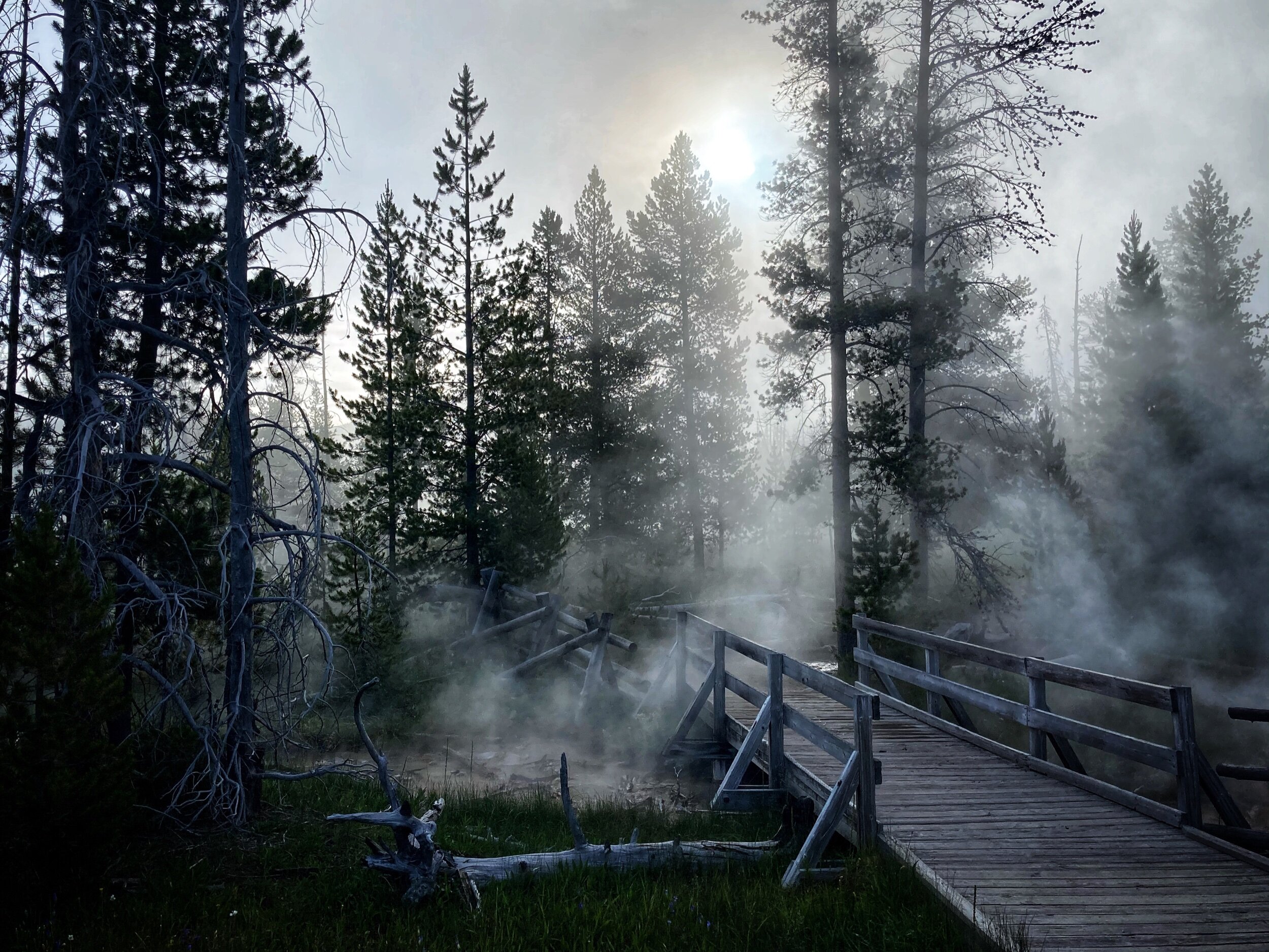 A foggy forest