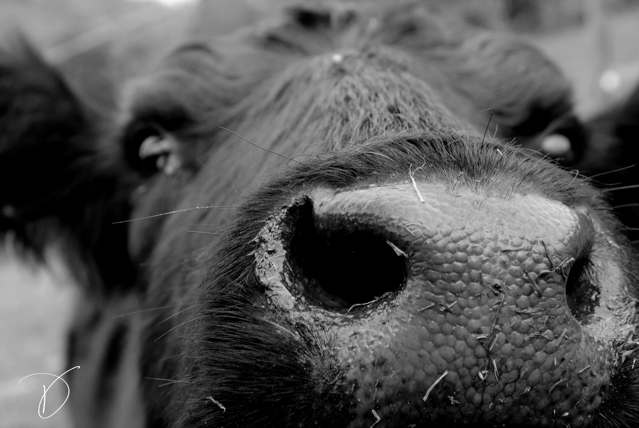 801 - Nosy