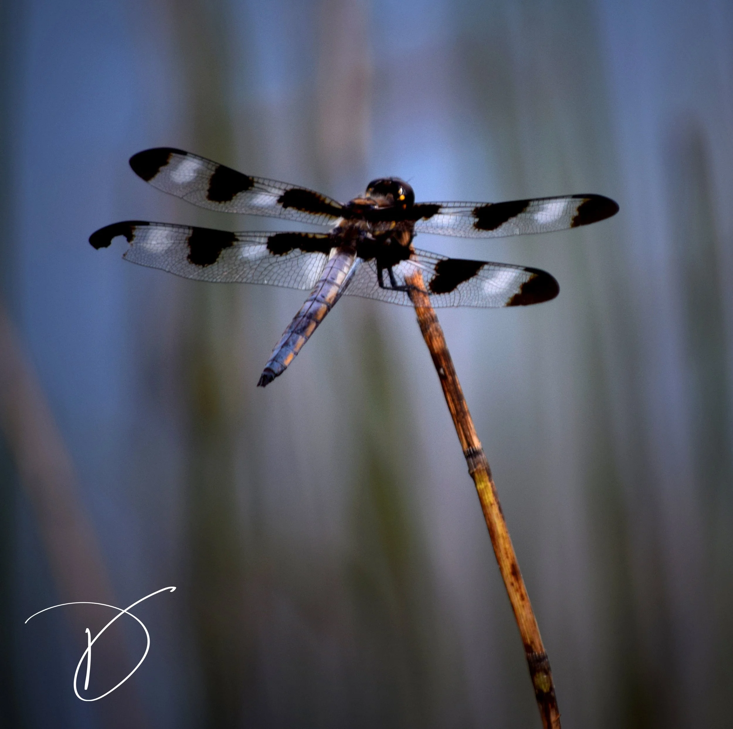 042 - Broken Wing