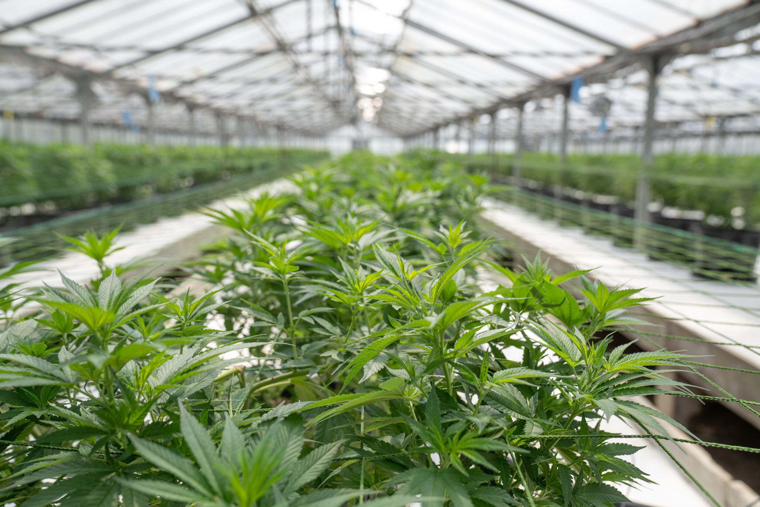 Green Marketing Evolution: AHOD Co.'s Sustainable Cannabis Strategies
