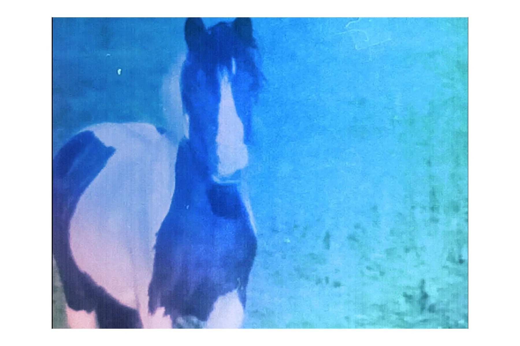 horse K.Fiain.jpg