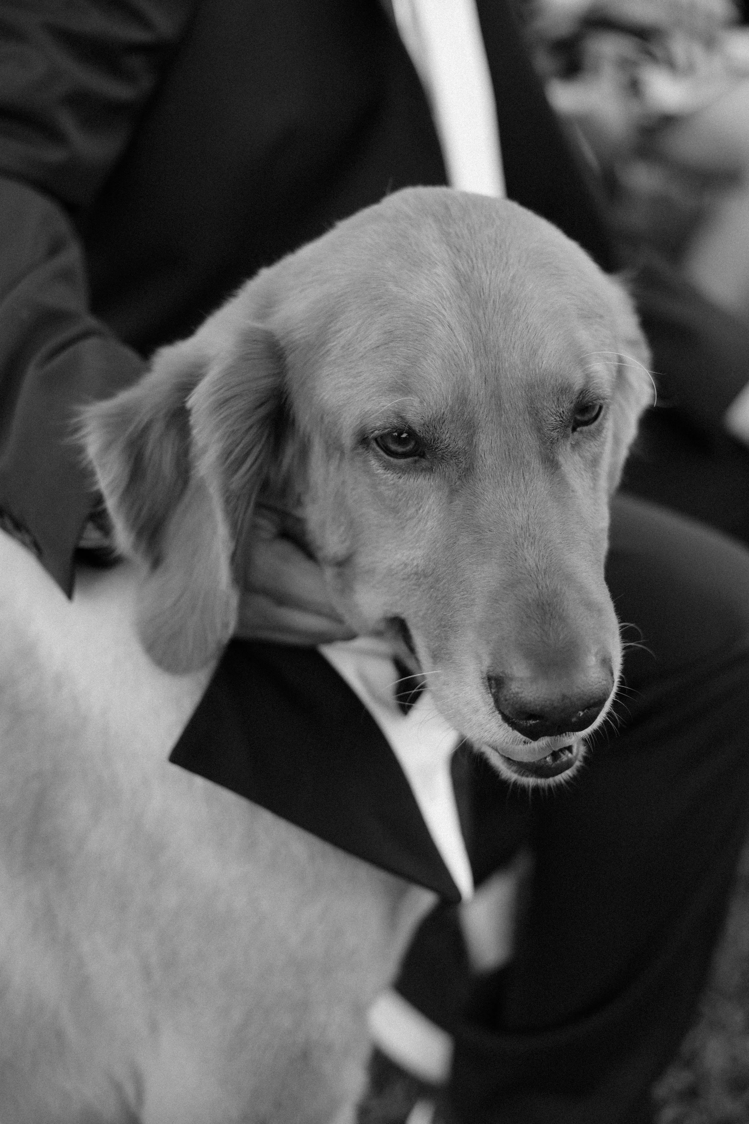 Golden Retriever dog sitting front row during the ceremony of a luxury wedding at Indian Spring Country Club in Boynton Beach, Florida.