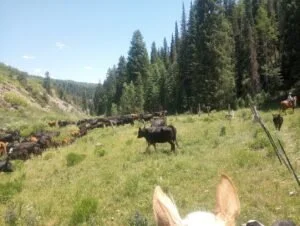 mtnherd-300x226.jpg
