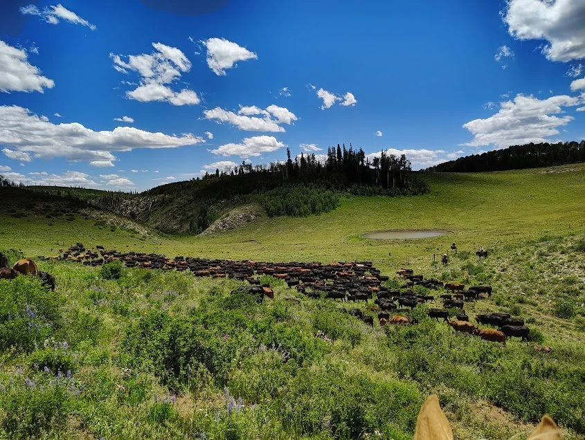IMG_20260627_142039113_HDR.jpg