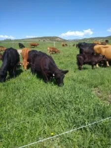 hotfencegrazing-225x300.jpg