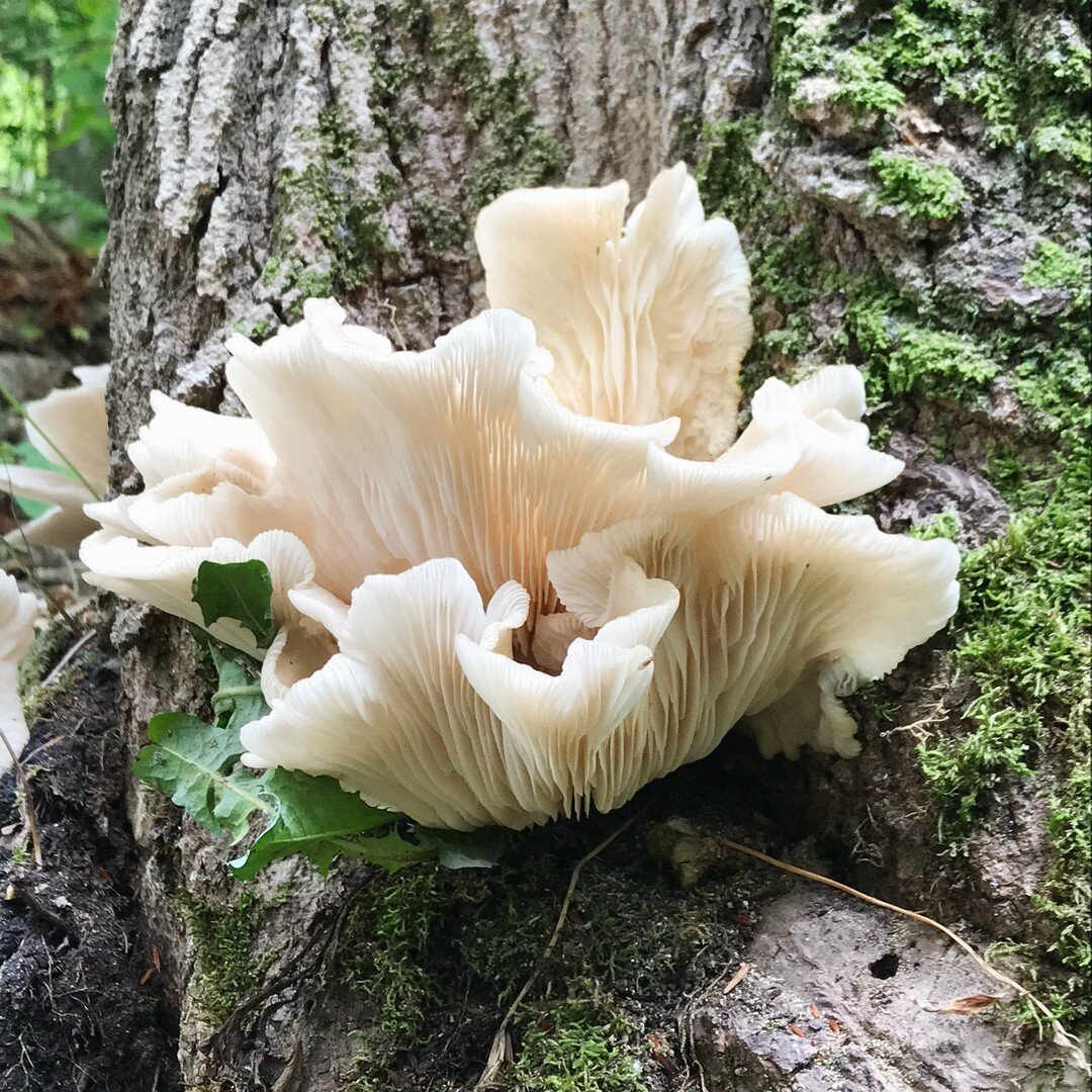 Beautiful white oyster mushrooms also known as Pleurotus ostreatus 🍄✨