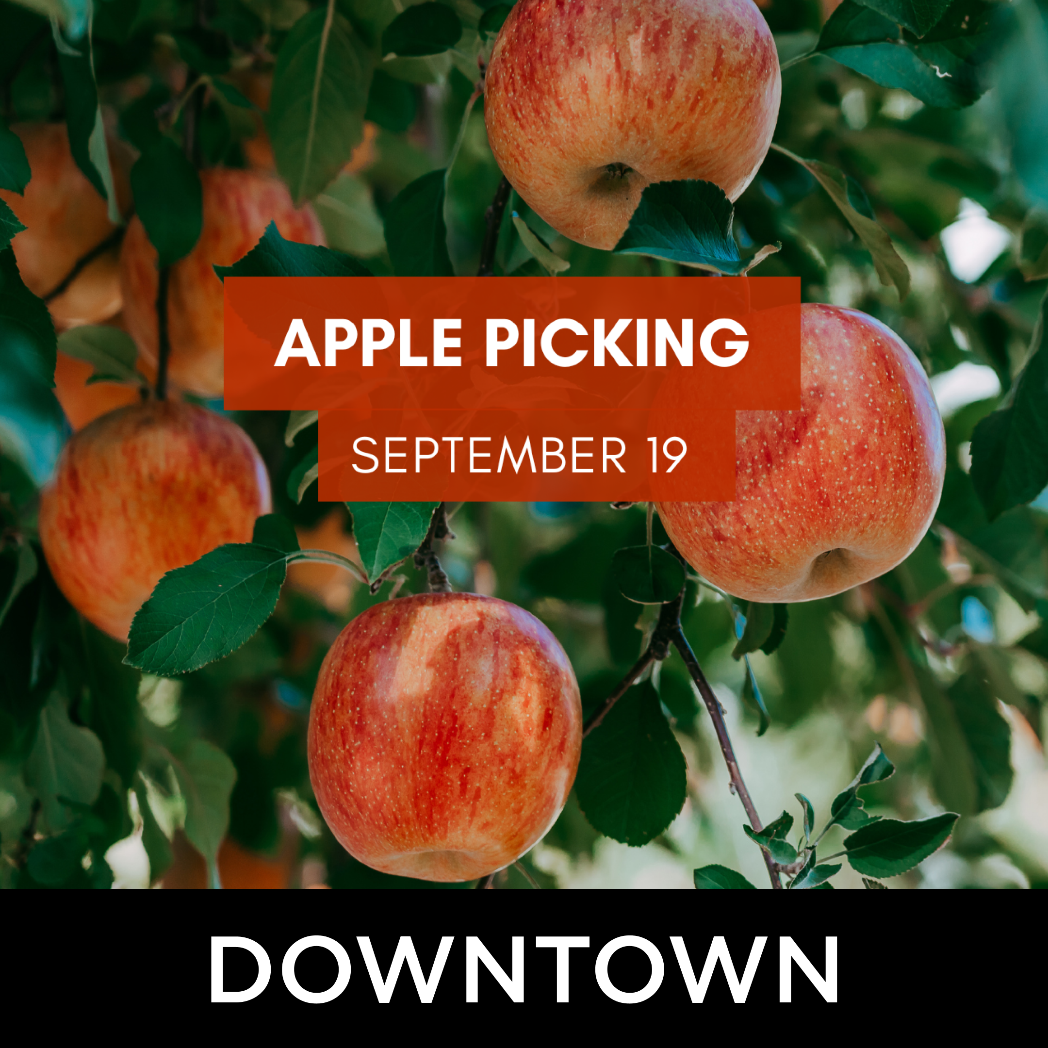 Apple Picking