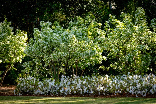 Southward_project_Kelly Hulsey Garden Design 154-EWK_6306.jpeg