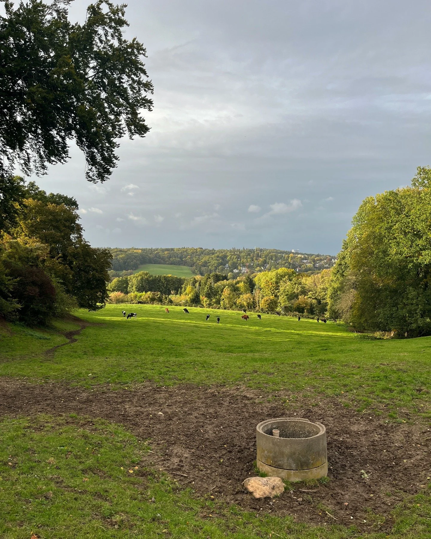 Early fall in the Rhineland. There is a small chapel in this valley in-front of us. Beethoven played there as a child to earn some extra money. #cows