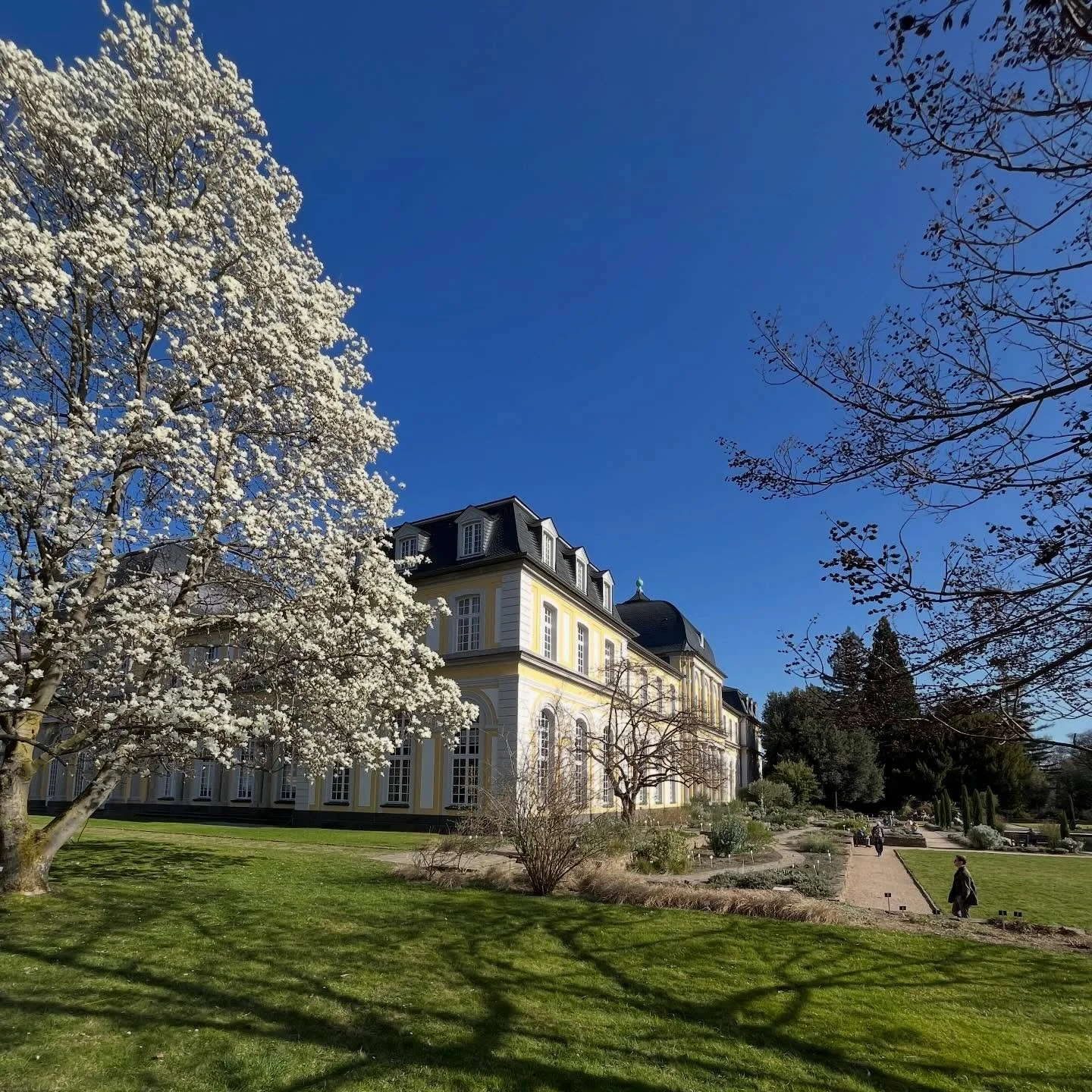 Spring enters the door. #bonn #poppelsdorf #poppelsdorferschloss #nrw #rhineland