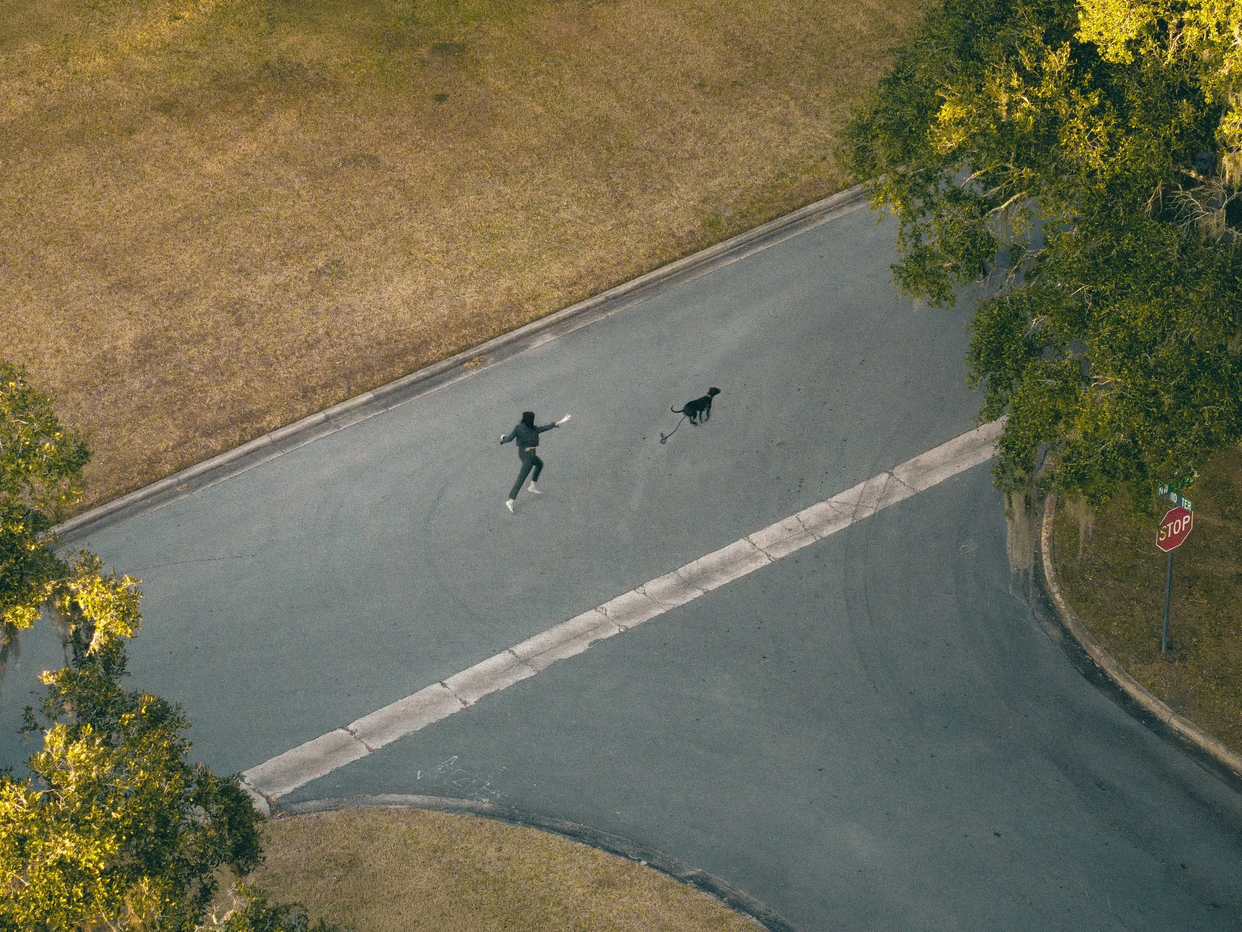 Dog Walk (2026)