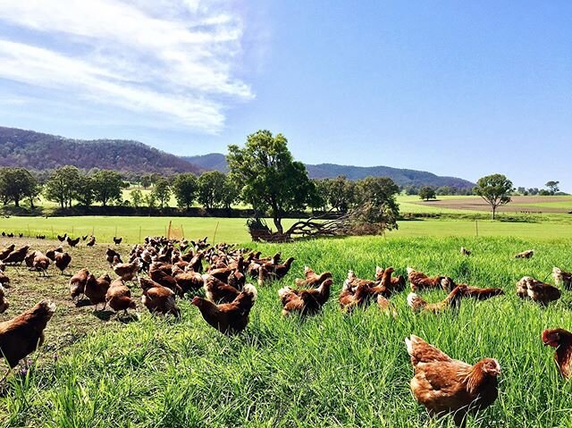 PEOPLE OF CANBERRA
We&rsquo;ve expanded our delivery service and can now send our farm fresh eggs direct to your door in the ACT 🐓🥳 Head to our website to place your order begavalleyeggs.com.au/buyeggs LINK IN BIO

Order by midday TUESDAY 28th Apri