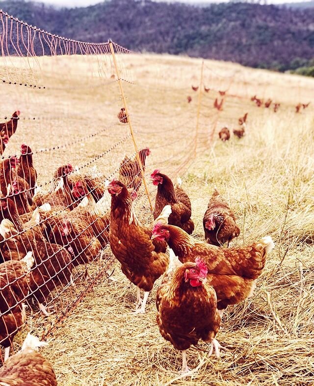 Found these escapees in a nearby gully after they&rsquo;d followed the sound of the tractor. One reality of keeping pastured chickens is often the ridiculously funny or frustrating (depending on the day 😂🙄) task of herding opportunistic birds who&r