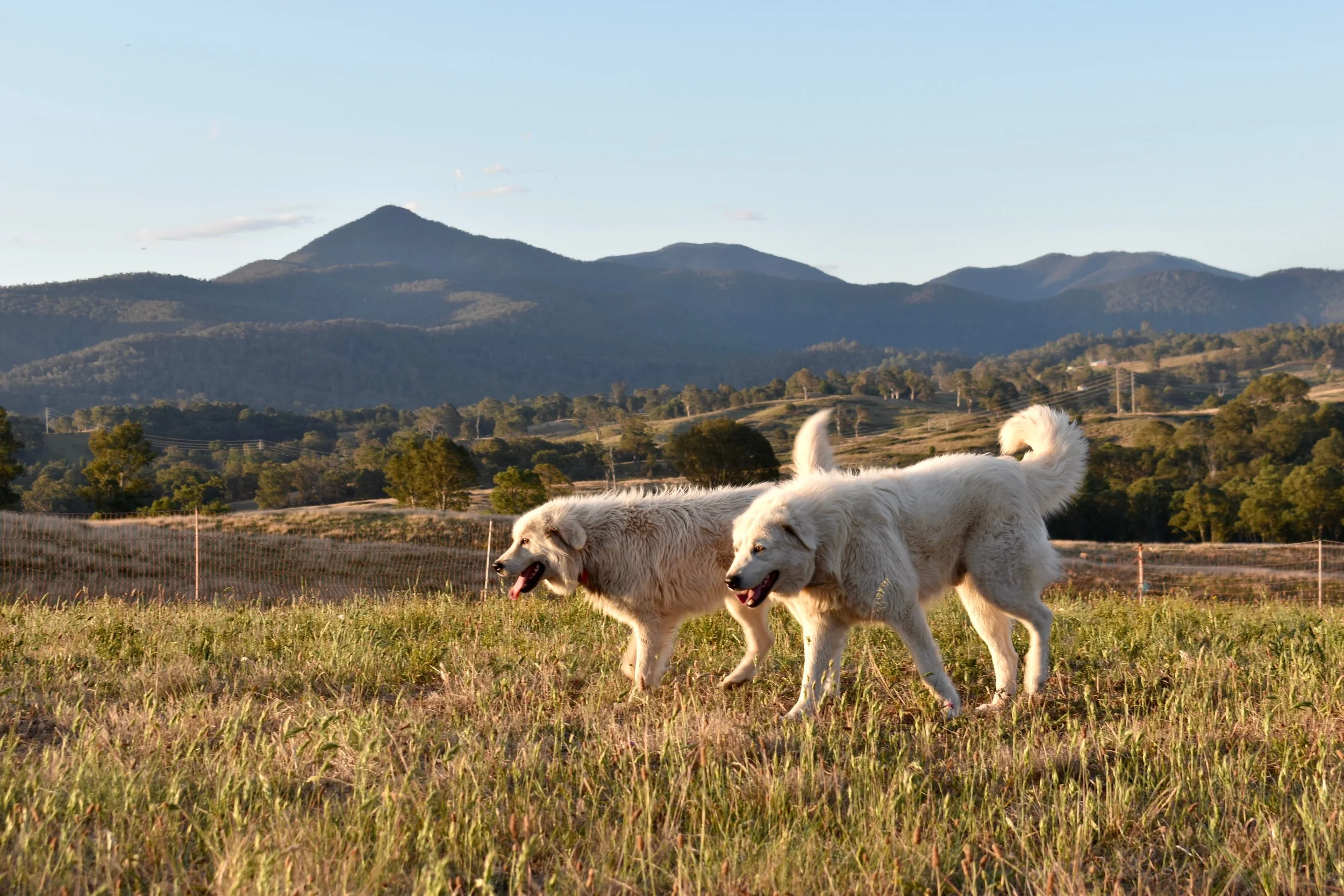 Farm Fresh Eggs Delivered to Your Door | Bega Valley Eggs