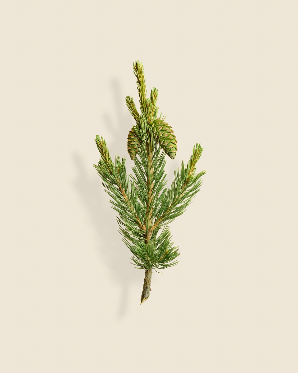 Wild Botanica No 024