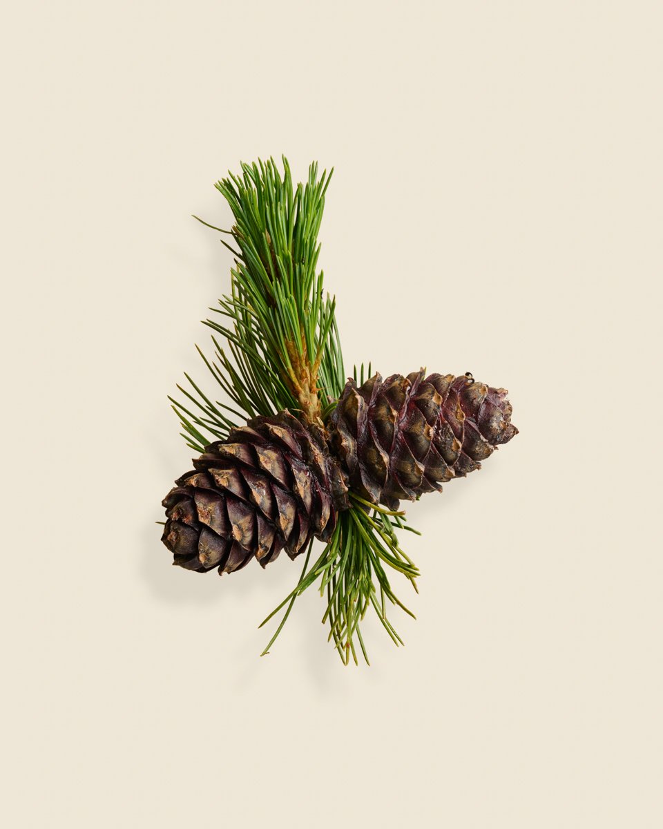 Wild Botanica No 041