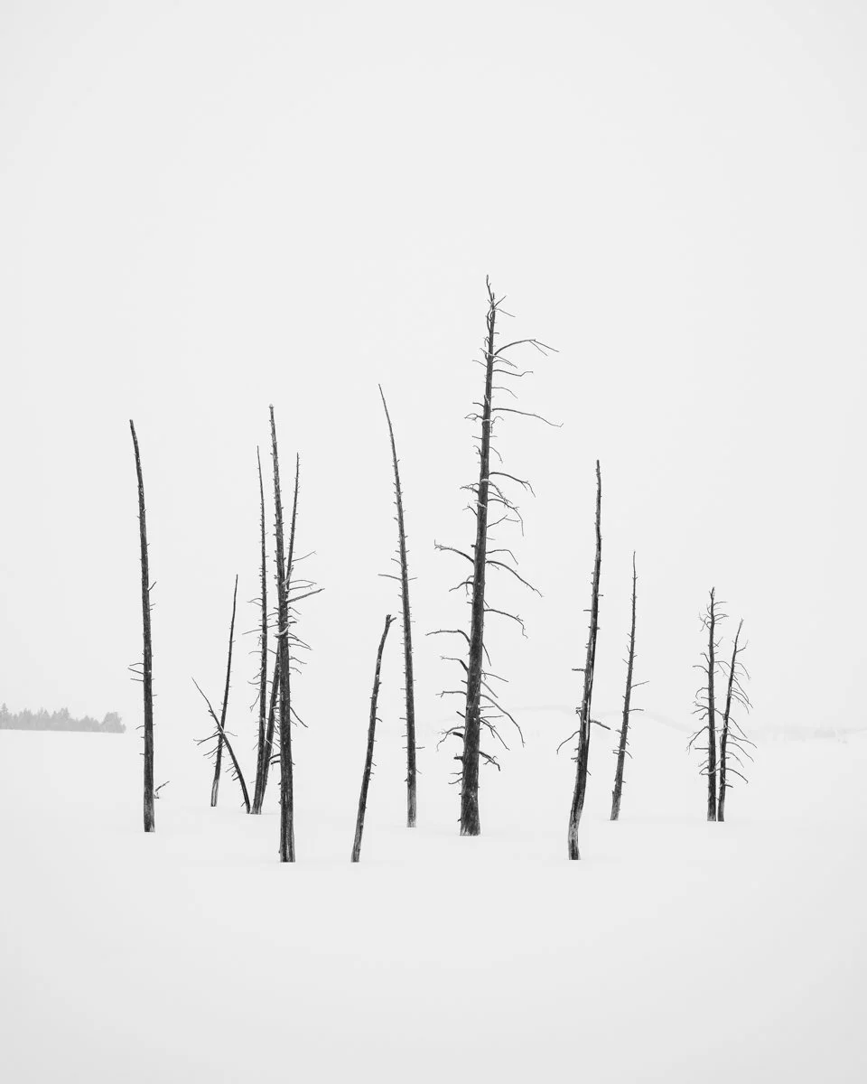Bare, leafless trees standing in snow on a foggy winter day.