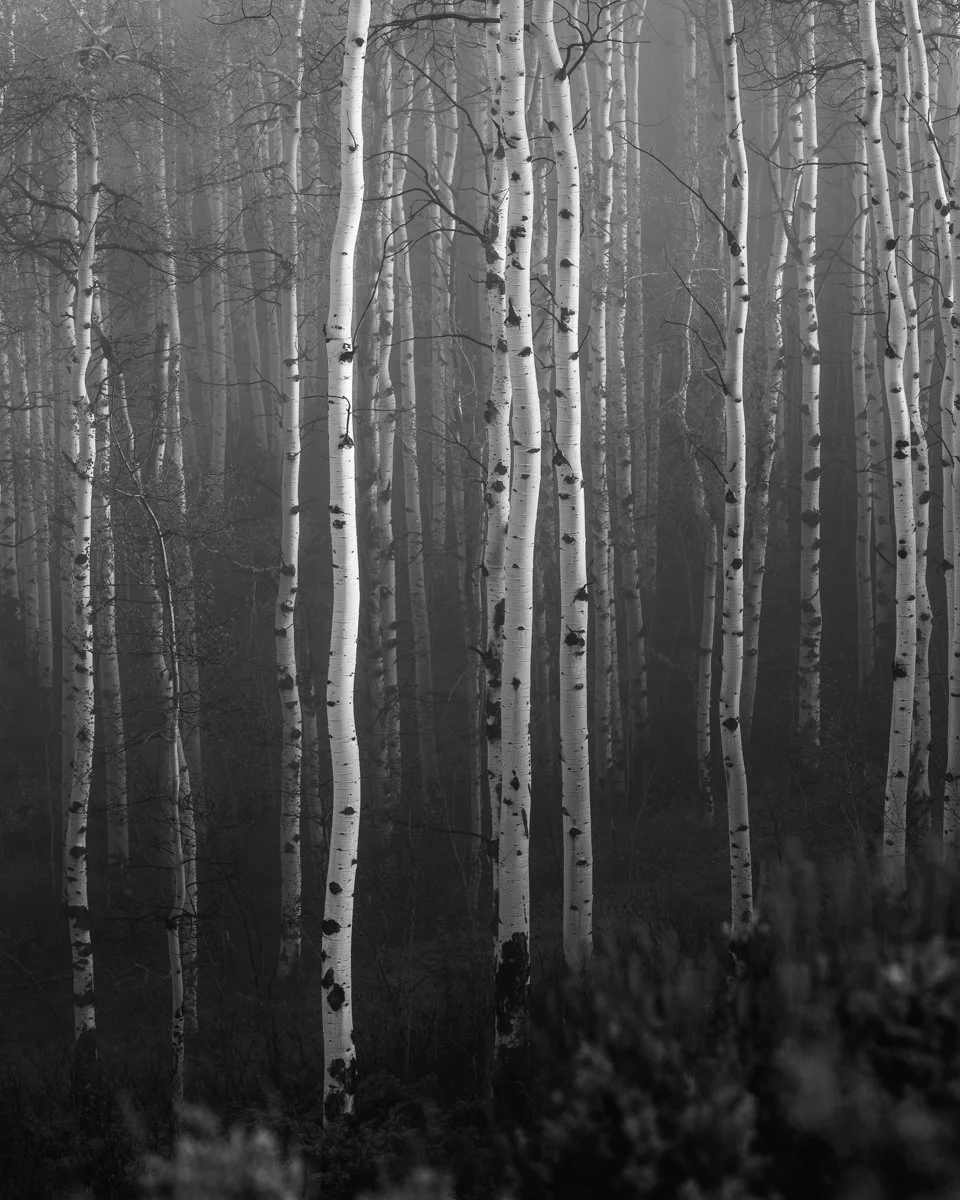 A foggy forest scene with tall, slender white birch trees and dark underbrush.