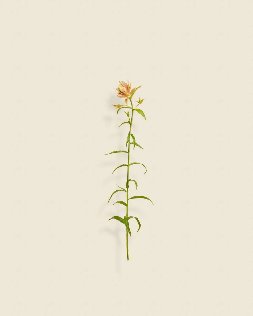 Wild Botanica No 029