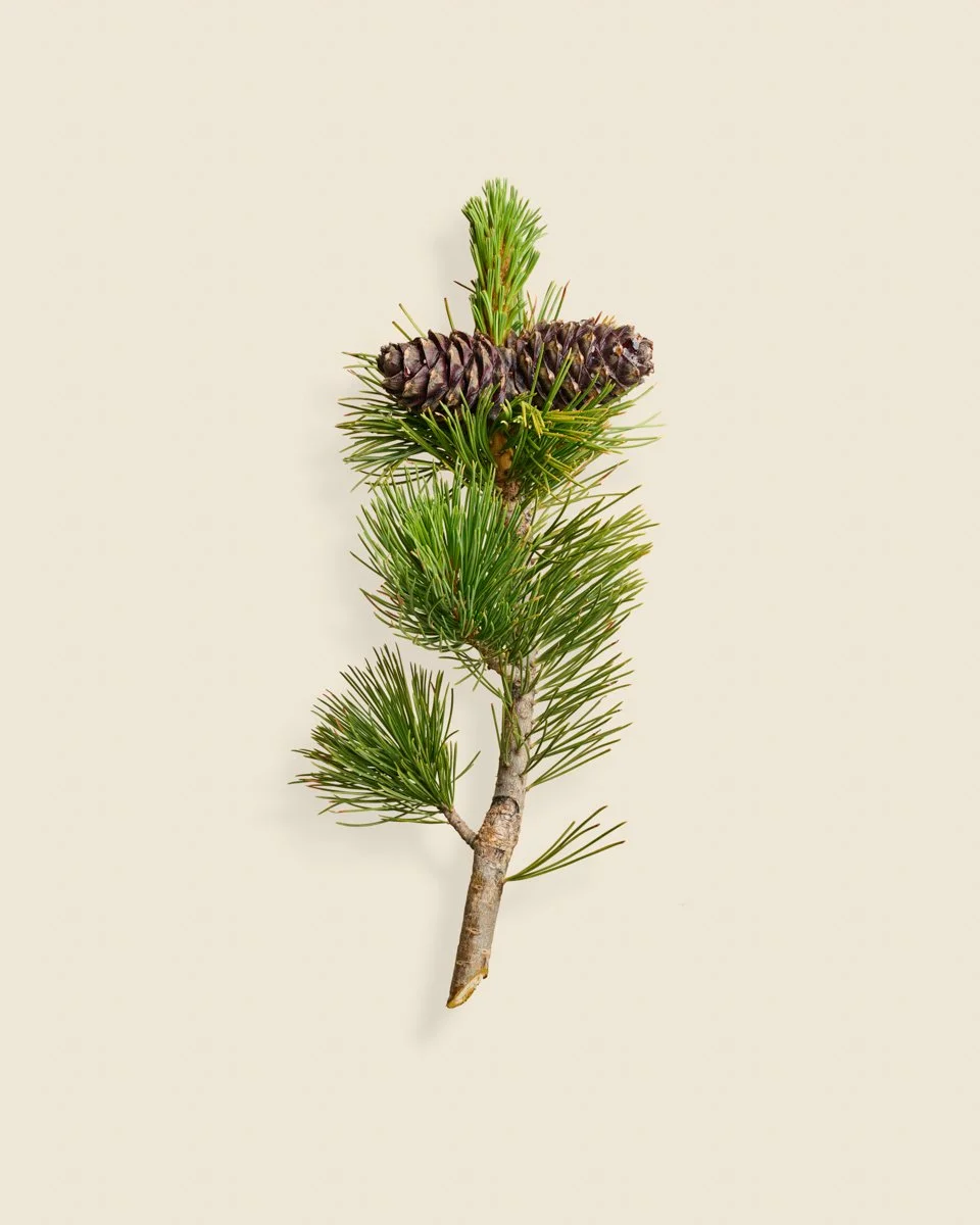 Wild Botanica No 040