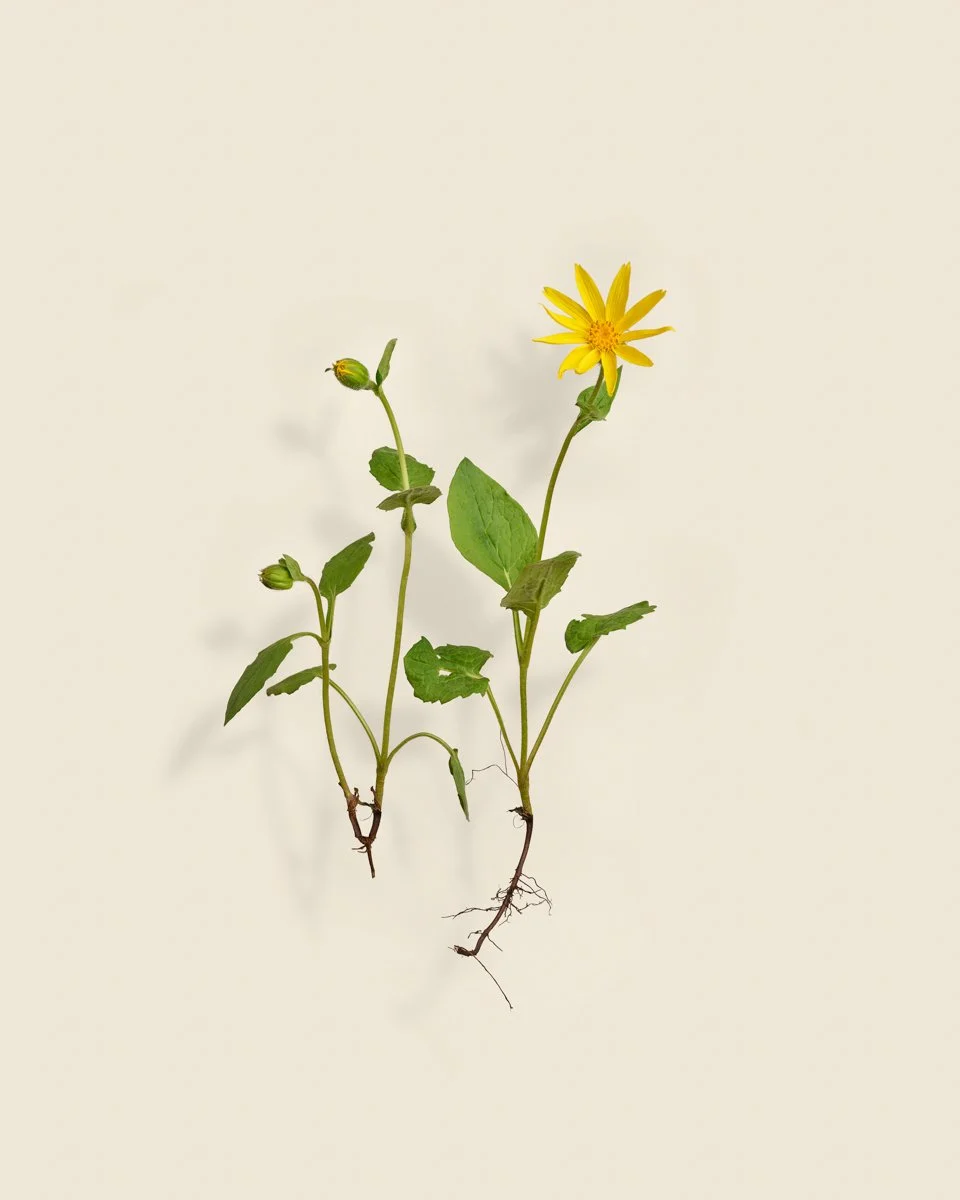 Wild Botanica No 005