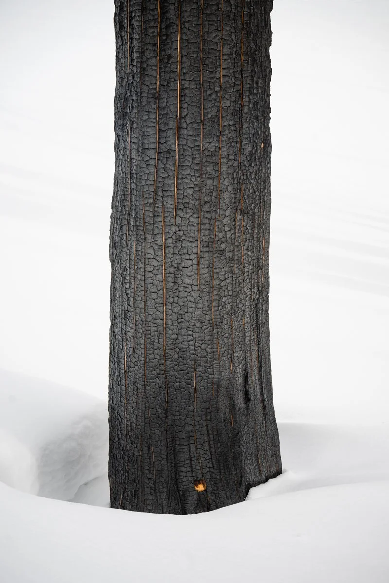 Close-up of a blackened, charred tree trunk in snow with a small hollow glow at the bottom.