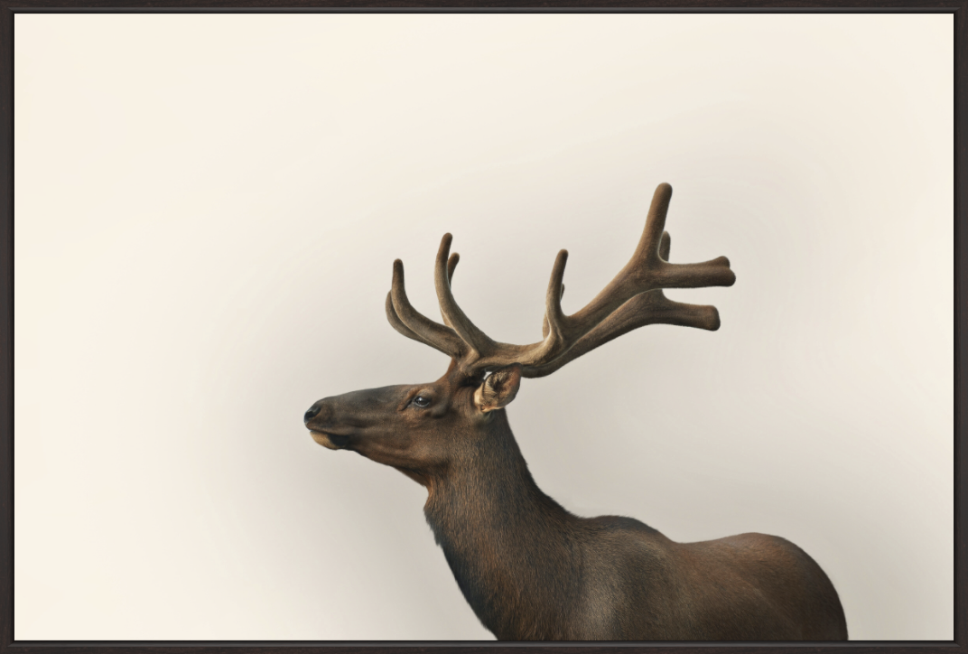 Taxidermy moose head with large antlers mounted on a wall.