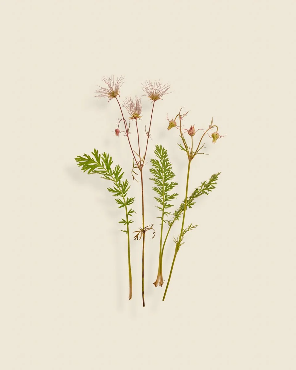 Wild Botanica No 036