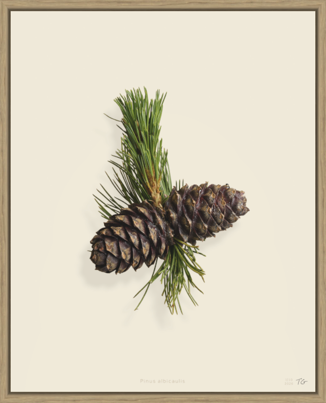 A botanical illustration of green pine needles and two pinecones on a light background.