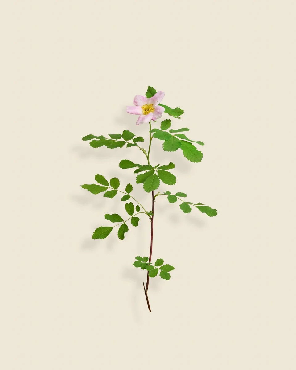 Wild Botanica No 019