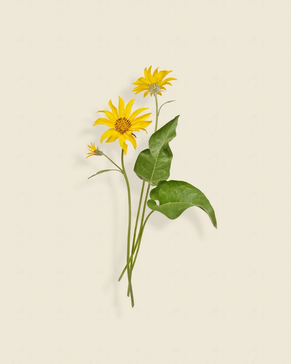 Wild Botanica No 002