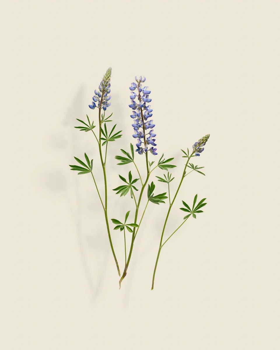 Wild Botanica No 003