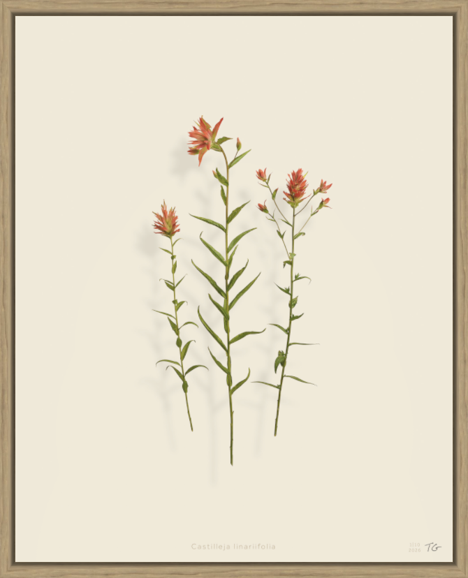 Illustration of three pinkish-orange flowers with green stems and leaves on a light background, framed in wood. Botanical label at the bottom reads "Castilleja linariifolia."
