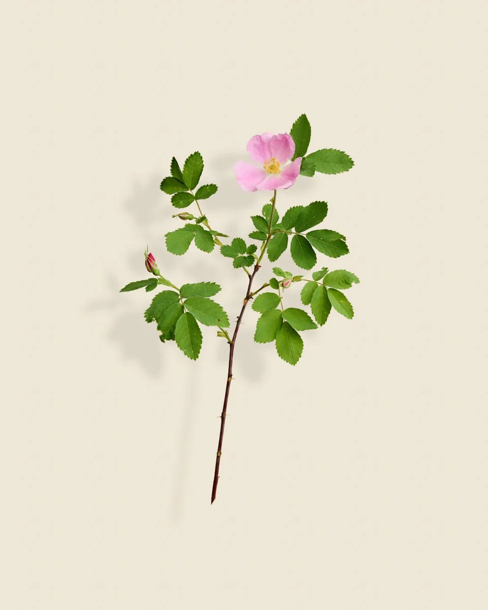 Wild Botanica No 020