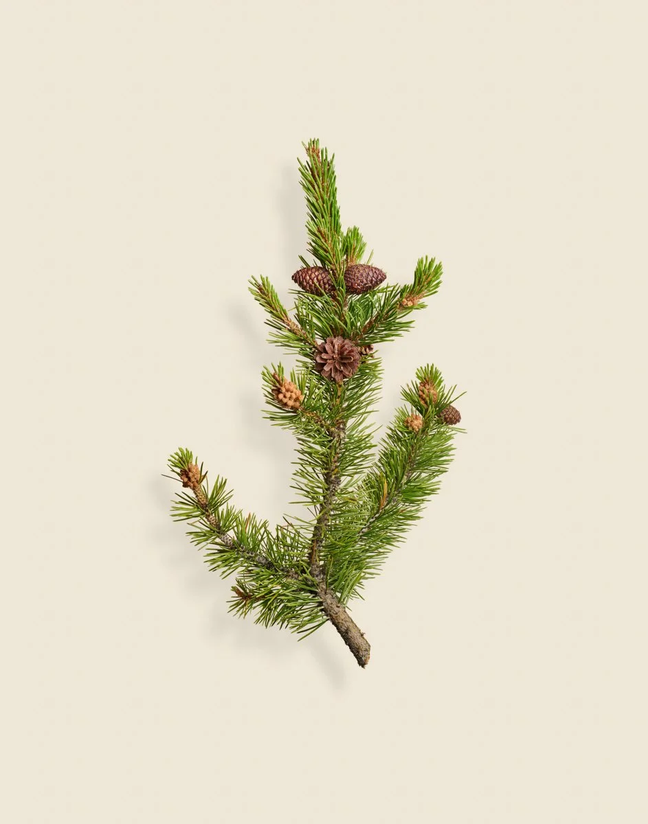 Wild Botanica No 038