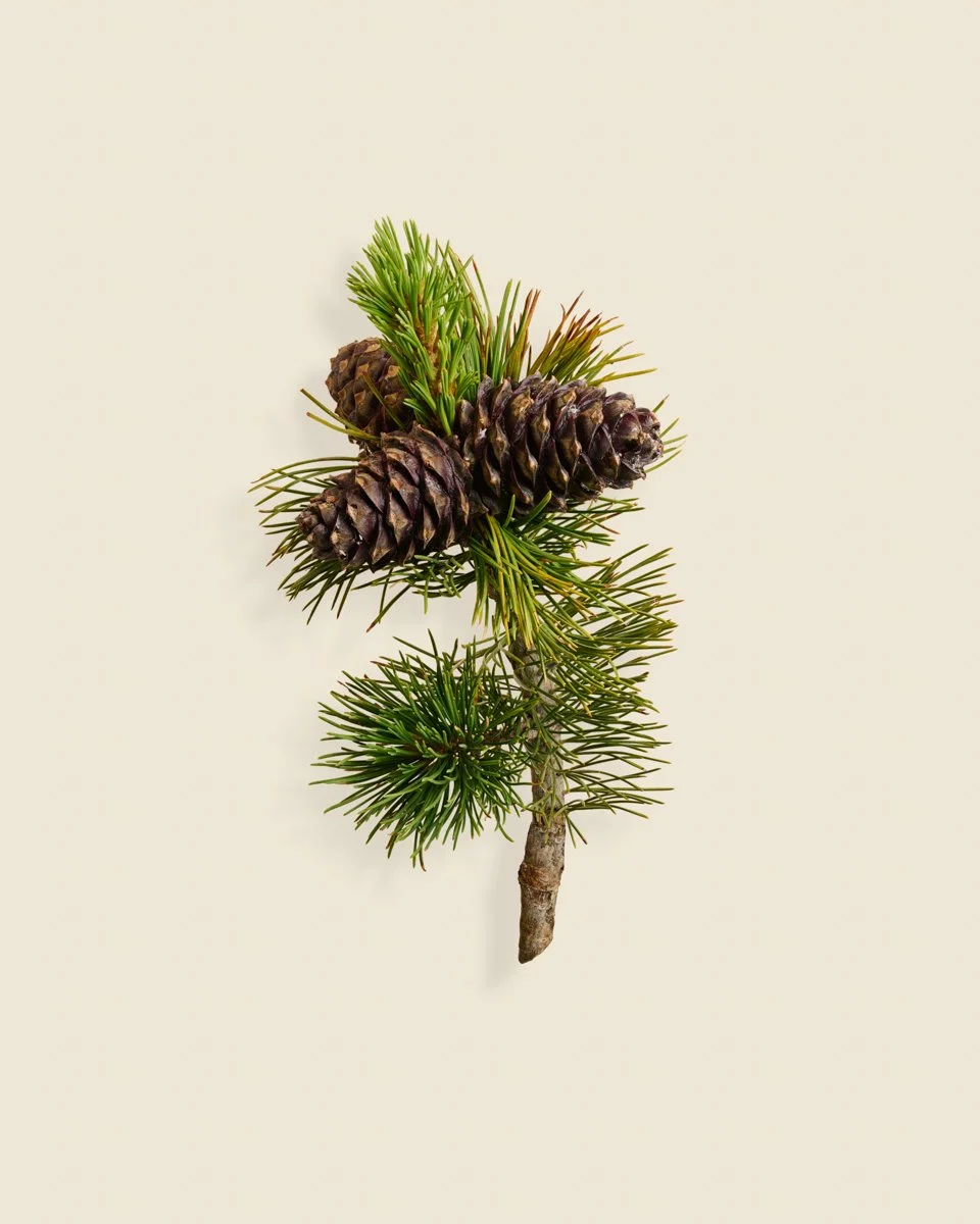 Wild Botanica No 042