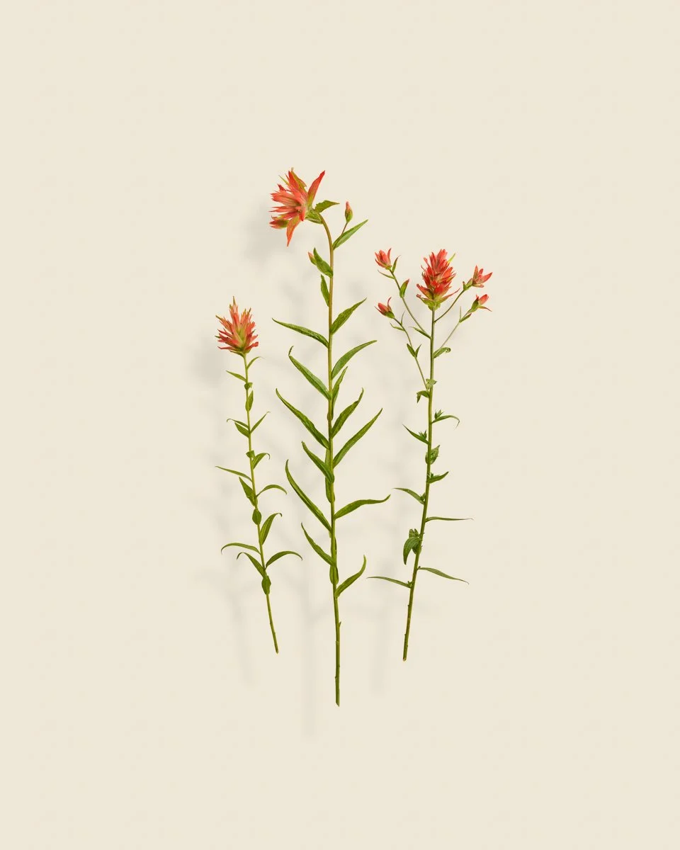 Wild Botanica No 028