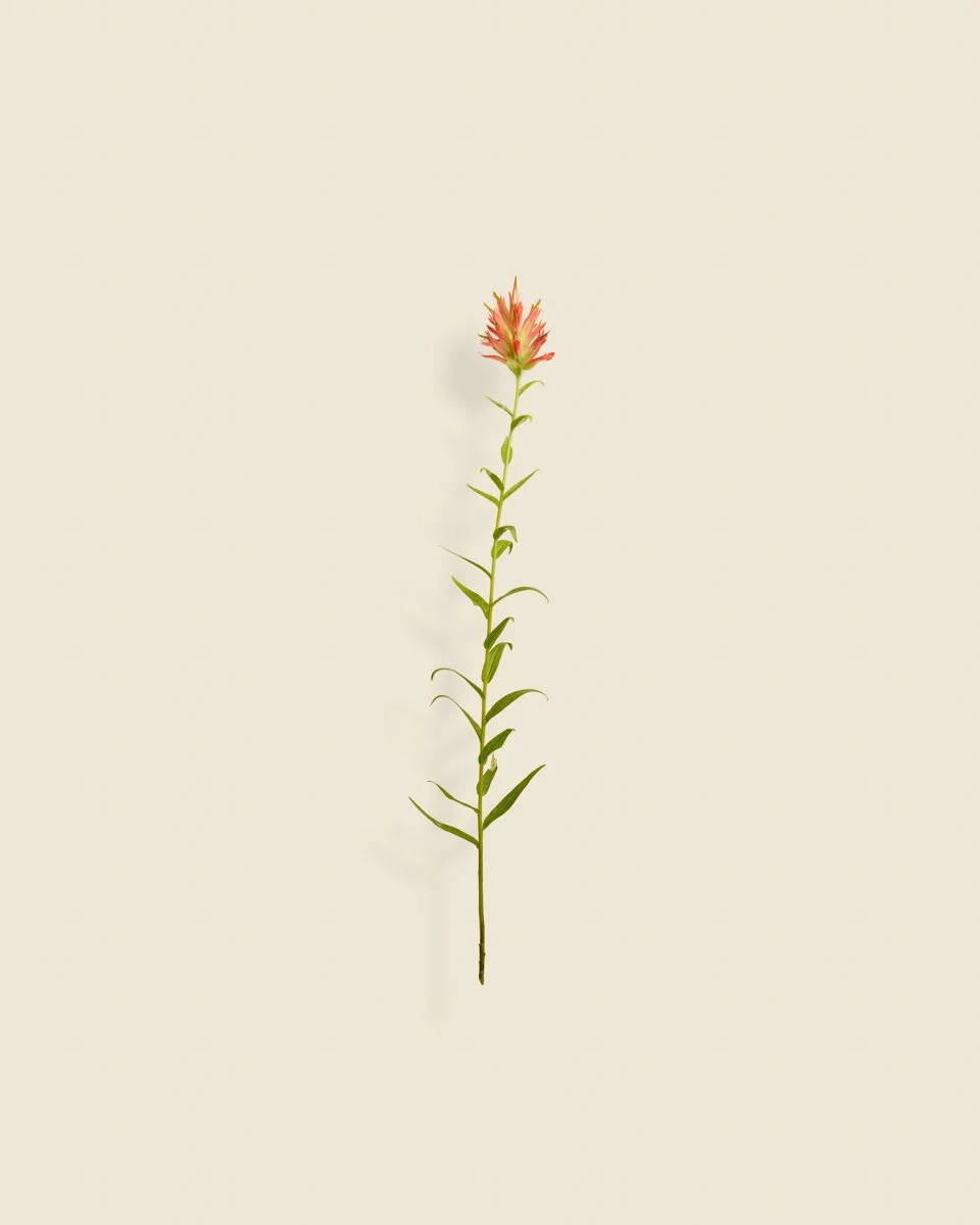 Wild Botanica No 031