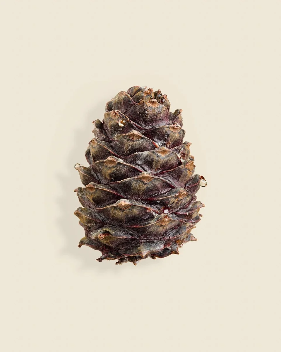 Wild Botanica No 043