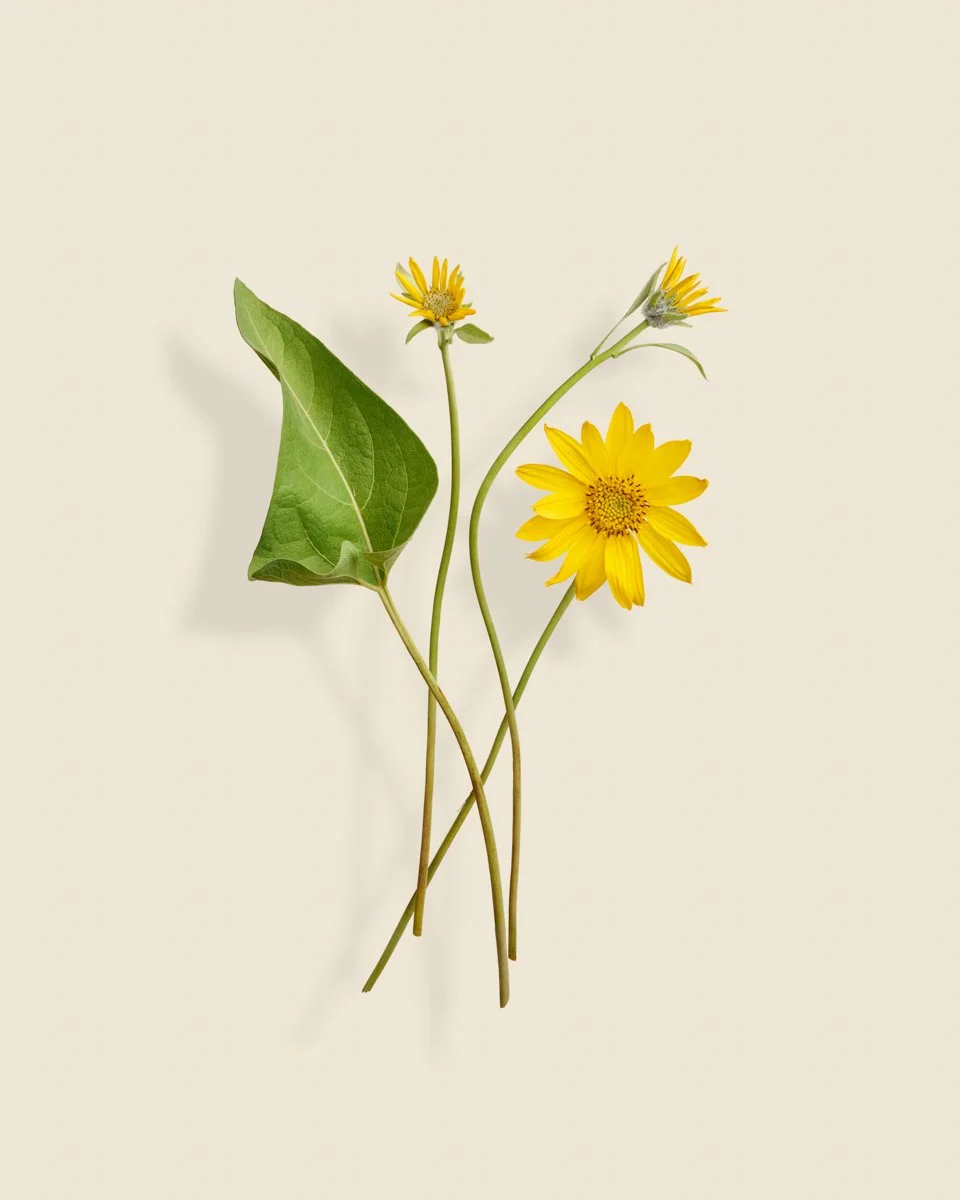 Wild Botanica No 015