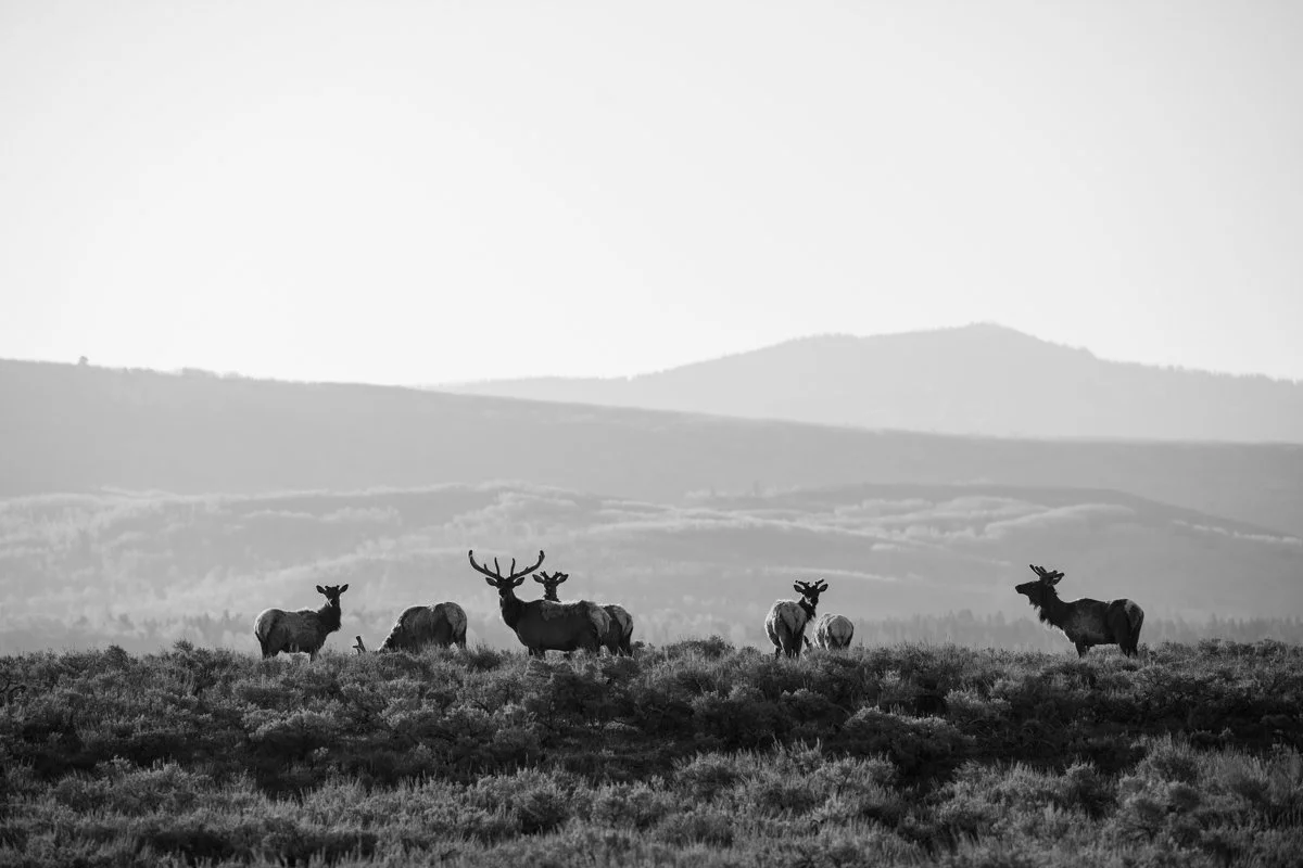 Black and white photo of a herd of elk, including a large elk with prominent antlers, standing on a grassy landscape with distant hills in the background.